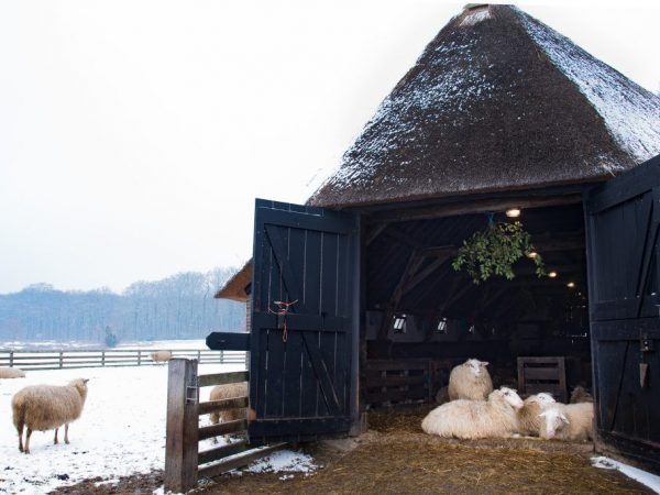 naučte se krok za krokem, jak postavit bezpečný a praktický přístřešek pro ovce, který zajistí ochranu před nepříznivým počasím a pohodlí vašim zvířatům.