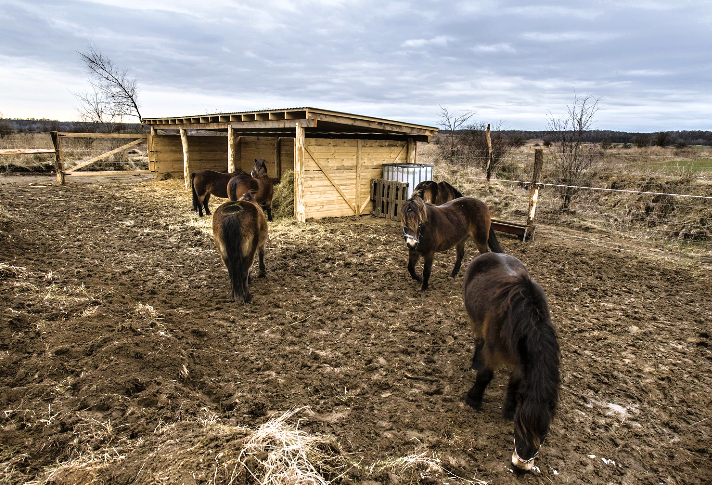 kvalitní a odolné přístřešky pro koně, které poskytují ochranu před nepříznivým počasím. ideální řešení pro chovatele koní hledající spolehlivé krytí.